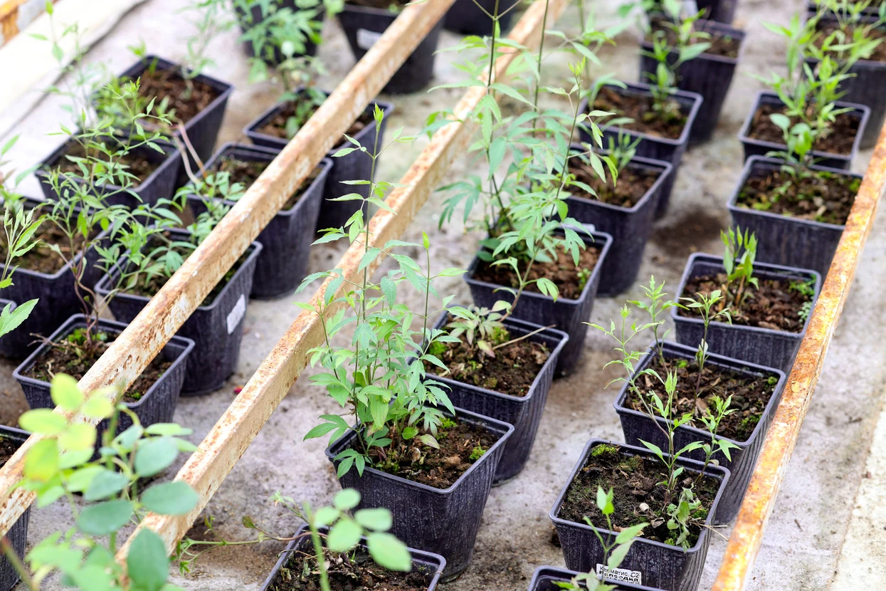 Scène extérieure de pépinière avec jeunes plants en godets noirs disposés en rangées sur palettes bois