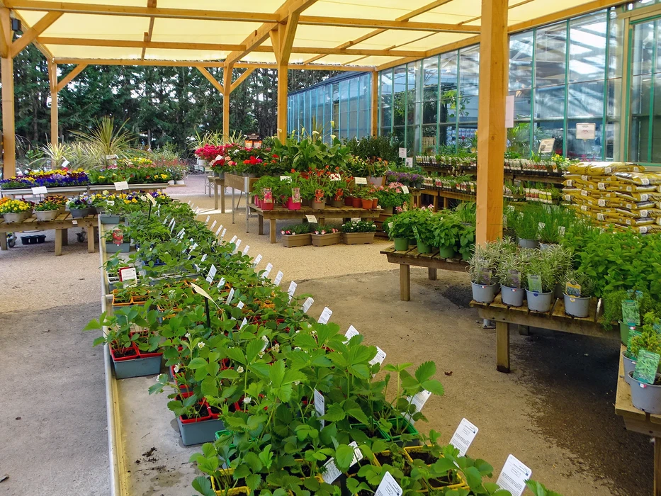 De spectaculaires plantes de Lupin multicolore en pleine floraison, au parc Bailey et jardin sensoriel, à Abergavenny, Monmouthshire, au Pays de Galles, par un beau soleil en début d'été