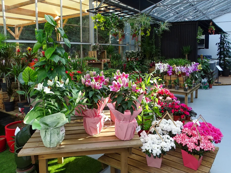 Jardin extérieur avec massif de dahlias multicolores en pleine floraison