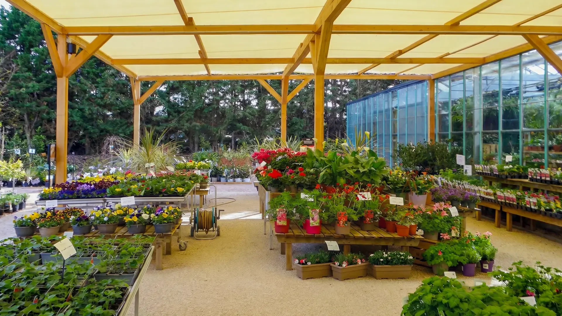 Serre ou pépinière extérieure avec rangées d'agrumes en pots noirs