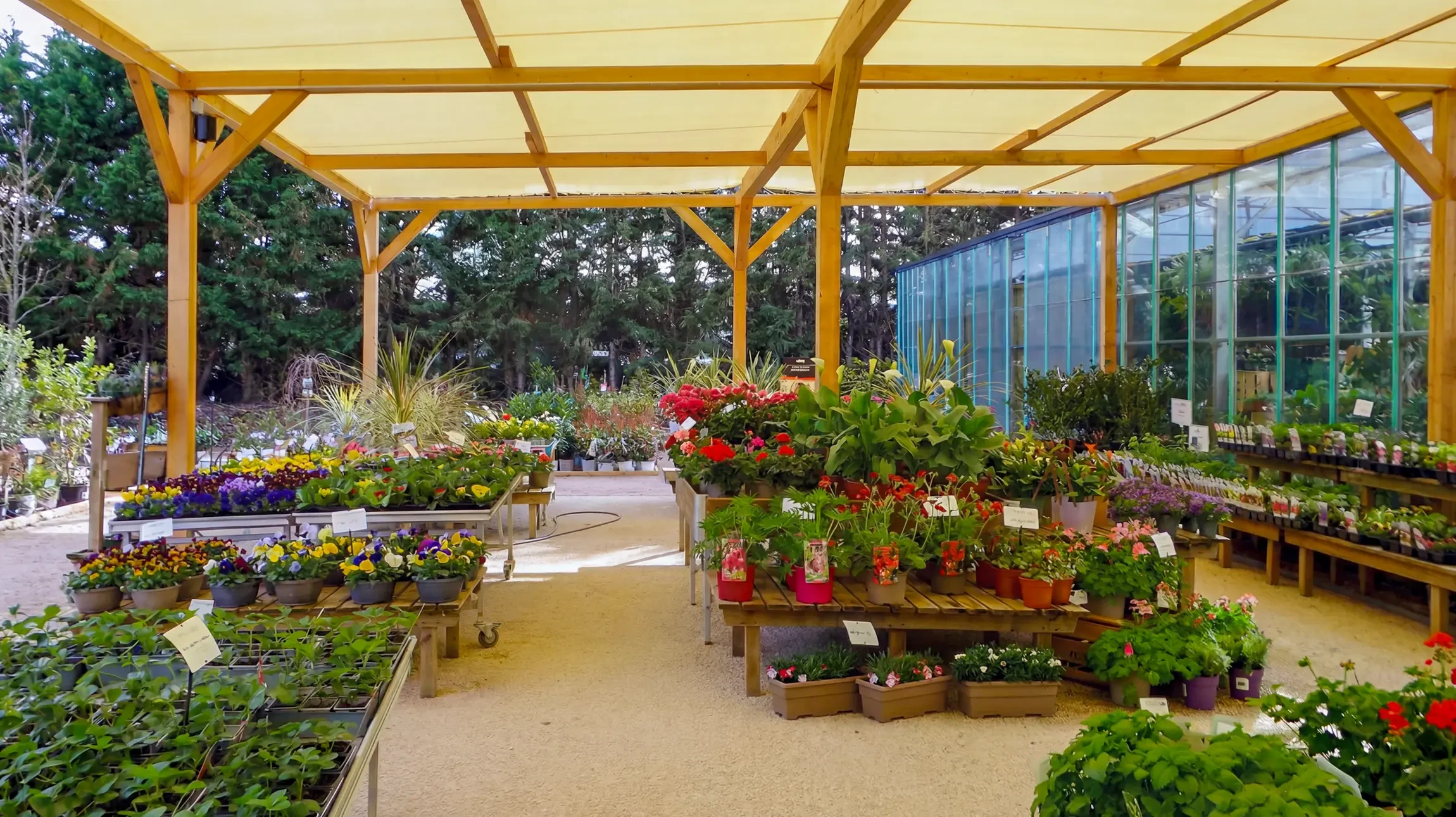 Serre ou p&eacute;pini&egrave;re ext&eacute;rieure avec rang&eacute;es d'agrumes en pots noirs